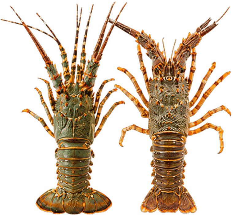 شارخة صخرية - Rock Lobster
