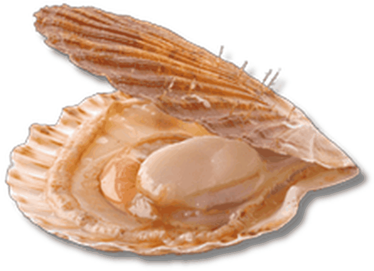 محار اسكالوب - Scallops