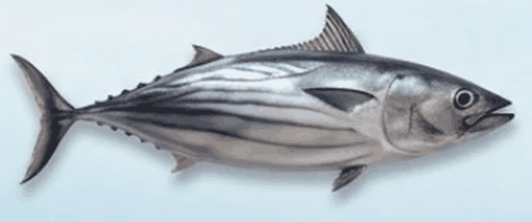 تونة بونيتو - Bonito Tuna