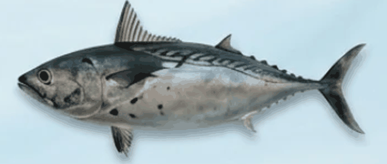 تونة كاواكاوا - Kawakawa Tuna