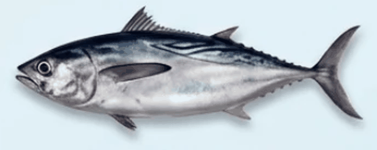 تونة طويلة الذيل - Longtail Tuna