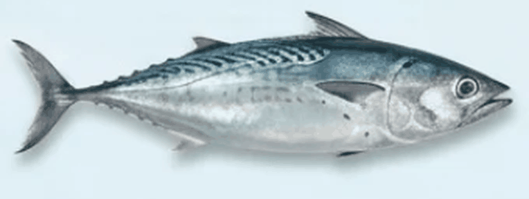 تونة فريغيت - Frigate Tuna