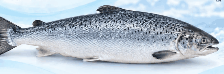 سلمون - Salmon